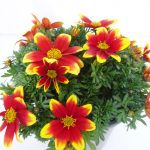 Bidens Tiger Bee