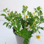 Bidens White