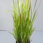 Imperata Red Baron