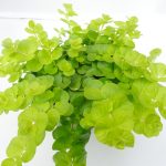 Lysimachia nummularia