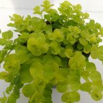 Lysimachia nummularia T13