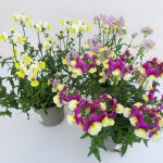 Nemesia Fairy Kisses