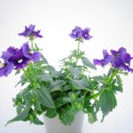 Nemesia Palette