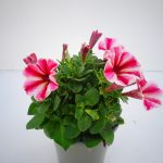 Petunia Patia
