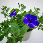 Petunia Patia (2)