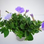 Petunia Sky Blue