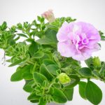 Petunia Sugar Candy