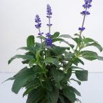 Salvia Farinacea