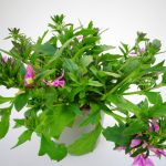 Scaevola Pink