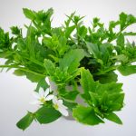 Scaevola White