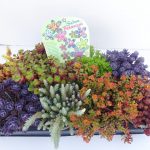 Sedum Mix flach T13