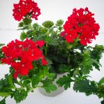 Verbena Vepita