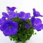 Campanula Carpatica (1)