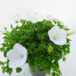 Campanula Carpatica (2)