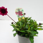 Cosmos atrosanguineum