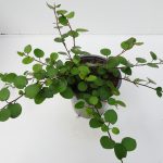 Muehlenbeckia