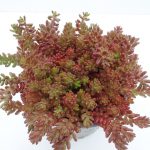 Sedum Album Coral Carpet