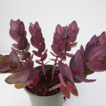 Sedum Cherry Schokolade