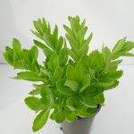 Sedum Herbstfreude