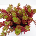 Sedum Purpurteppich