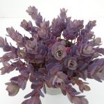 Sedum Red Canyon