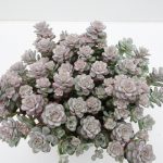 Sedum Sp. Cape Blanco