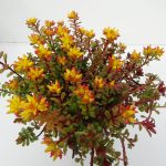 Sedum Weihenstephaner Gold