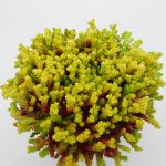 Sedum acre