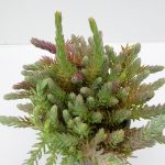 Sedum reflexum blau