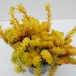 Sedum reflexum gelb