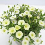 Arenaria Summer Lemon