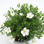 Arenaria Summer White
