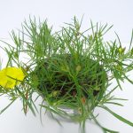 Calylophus (2)