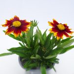 Coreopsis Up Tick