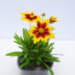 Coreopsis Uptick