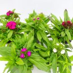 Dianthus barbatus