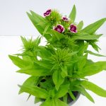 Dianthus barbatus (2) - Kopie