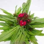 Dianthus barbatus (3) - Kopie