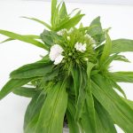 Dianthus barbatus (4) - Kopie