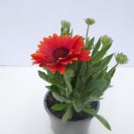 Gaillardia