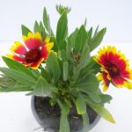 Gaillardia (2)