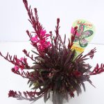 Gaura (2)
