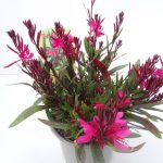 Gaura (3)