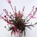 Gaura (5)
