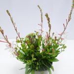 Gaura weiss