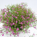 Gypso rosa