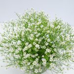 Gypso weiss