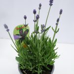 Lavandula