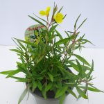 Oenothera