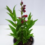Penstemon